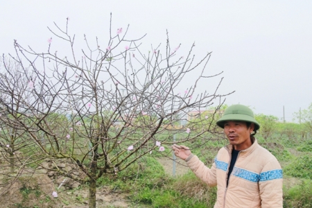 Thị trường hoa, cây cảnh dịp tết Nguyên đán tại Thanh Hóa rục rịch khởi động