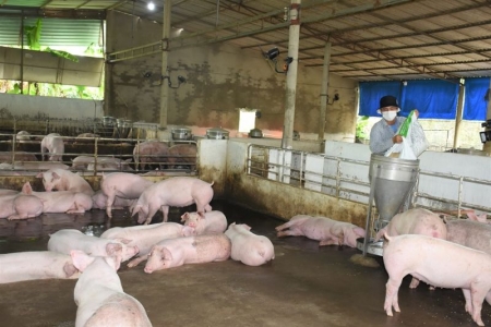 Giá heo hơi hôm nay 1/9: Miền Bắc nhích nhẹ, miền Trung và miền Nam ổn định