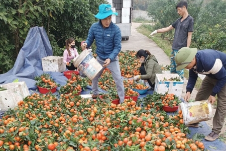 Bắc Giang: Nhiều sản phẩm OCOP, nông sản tiêu thụ thuận lợi, hút khách