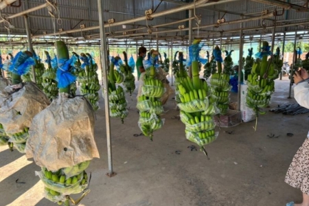 Con gái ông Đoàn Nguyên Đức muốn bán ra 2 triệu cổ phiếu Hoàng Anh Gia Lai (HAG)