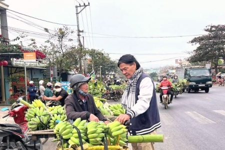 “Thủ phủ” thương hiệu chuối mật mốc Tân Long, Quảng Trị vào xuân Giáp Thìn 2024