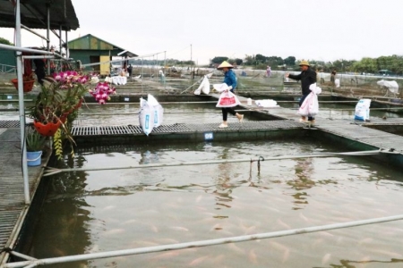 Bắc Ninh tăng cường công tác quản lý an toàn thực phẩm trong nuôi trồng thủy sản