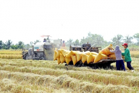 Đề án 1 triệu ha lúa vùng ĐBSCL yêu cầu “chuyên nghiệp hóa ngành hàng lúa gạo”