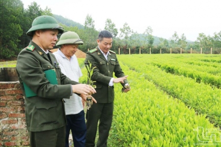 Thái Nguyên: Huyện Phú Lương phát huy thế mạnh kinh tế rừng