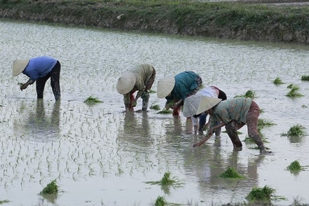 Thanh Hóa hướng đến vụ lúa xuân năng suất, chất lượng cao