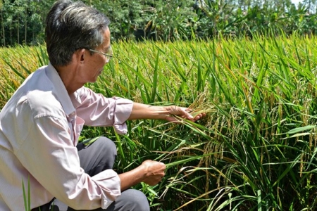 Triển vọng từ các giống lúa tuyển chọn để xây dựng nhãn hiệu “Gạo Cần Thơ”