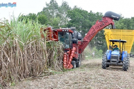 Hậu Giang: Phát triển ổn định vùng mía