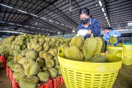 Sầu riêng tiếp tục giữ "ngôi vương" xuất khẩu trong quý I/2024