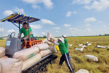 Giá lúa gạo hôm nay 23/2: Tiếp tục giảm mạnh