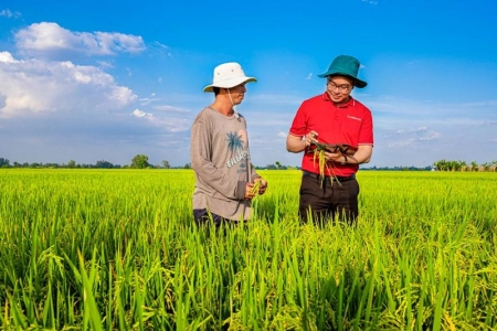 Agribank sẽ là ngân hàng chủ lực cung ứng vốn cho đề án 1 triệu ha lúa chất lượng cao