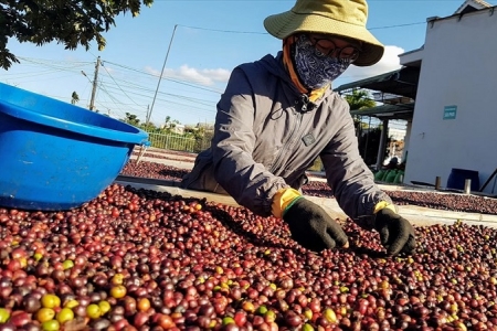 Cà phê như “diều gặp gió”, xuất khẩu cán mốc gần 1 tỷ USD chỉ trong 45 ngày