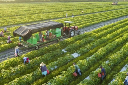 Việt Nam và Australia có nền kinh tế bổ sung cho nhau - nền kinh tế nông nghiệp