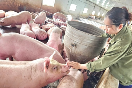 Giá heo hơi hôm nay 03/03: Điều chỉnh trái chiều, cao nhất 57.000 đồng/kg