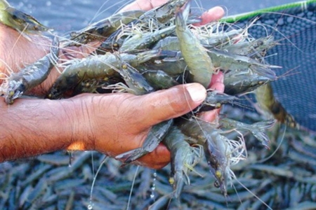 Thực phẩm Sao Ta (FMC) đạt doanh số 11,3 triệu USD trong tháng Hai