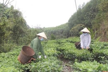 Thanh Hoá công nhận 10 sản phẩm công nghiệp nông thôn tiêu biểu