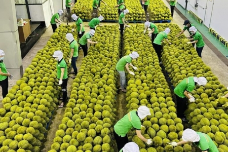 Trung Quốc trở thành thị trường xuất khẩu lớn nhất của nông lâm thủy sản Việt Nam