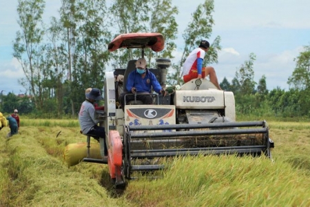 Giá lúa gạo hôm nay 12/03: Tiếp tục đi ngang