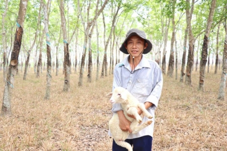 Tây Ninh: Độc đáo mô hình chăn nuôi cừu ở Bến Củi