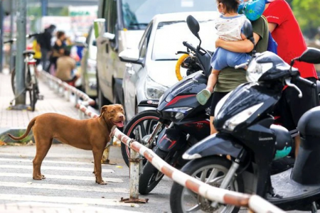 Xử lý nghiêm chủ nuôi chó nếu không quản lý dẫn tới hậu quả nghiêm trọng