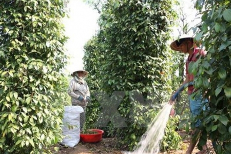 Nông dân Kiên Giang thất mùa tiêu