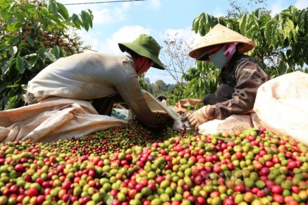 Giá cà phê hôm nay 23/3: Giá cà phê trong nước lập đỉnh