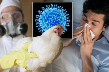 Cúm A/H5N1 nguy hiểm thế nào mà nhiều bệnh nhân tử vong?