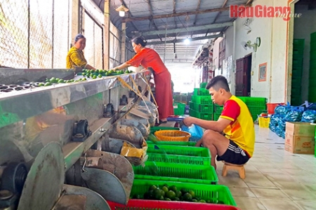 Hậu Giang: Nắng nóng giá chanh tươi tăng