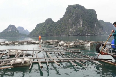 Thành phố Cẩm Phả duy trì thu gom rác thải trên biển hàng tuần