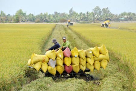 Giá lúa gạo hôm nay 28/3: Giá gạo quay đầu giảm 200 – 500 đồng/kg