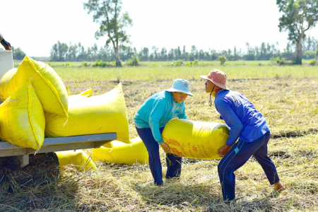 Giá lúa gạo hôm nay 30/3: Giá gạo tiếp tục giảm