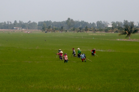 Đồng Tháp đẩy mạnh sản xuất, kinh doanh, xuất khẩu lúa, gạo bền vững