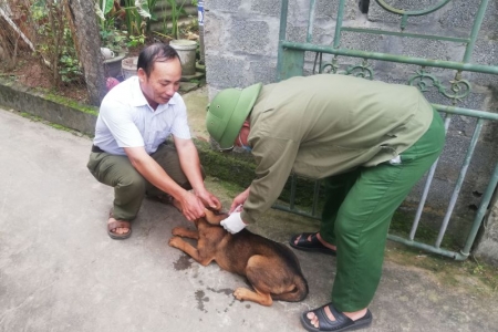 Người đứng đầu chính quyền phải chịu trách nhiệm nếu để chó dại cắn người gây tử vong