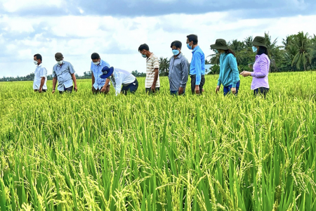 Đối tượng nào triển khai Đề án 1 triệu ha lúa chất lượng cao phát thải thấp gắn với tăng trưởng xanh?