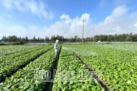 Hiệu quả phát triển toàn diện kinh tế nông nghiệp ở Hải Hậu