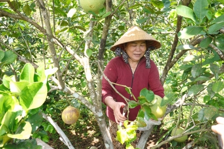 Bình Định: Huyện Hoài Ân hướng tới Ngày hội nông sản