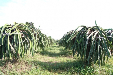 Bình Thuận phát triển bền vững cây thanh long