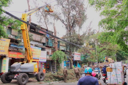 Hà Nội triển khai cắt tỉa cây xanh đảm bảo an toàn trước mùa mưa bão
