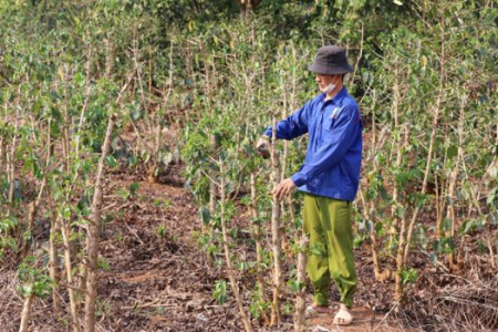 Công nghệ tưới nước tiết kiệm giúp nông dân Sơn La ứng phó với khô hạn