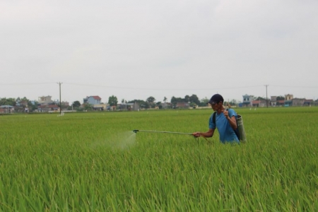 Chủ động phòng, trừ sâu cuốn lá nhỏ lứa 2