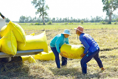 Giá lúa gạo hôm nay ngày 10/5: Giá lúa OM 380 và cám khô điều chỉnh tăng mạnh