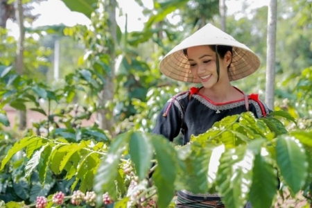 Giá cà phê hôm nay, 20/5: Cà phê trong nước tiếp tục tăng 1.500 đồng/kg