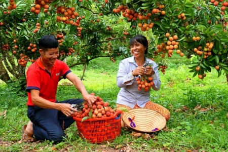 Bắc Giang chủ động đưa vải thiều vươn xa