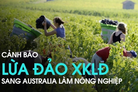 Ngăn chặn tình trạng lừa đảo đưa lao động Việt Nam qua Australia làm việc trong ngành nông nghiệp