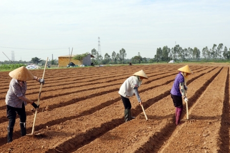 Bắc Ninh: Huyện Lương Tài phấn đấu gieo trồng hơn 5.000ha cây trồng vụ mùa năm 2024