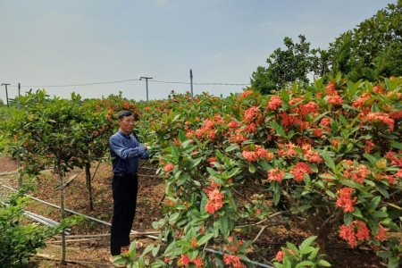 Thái Bình: Hợp tác xã Cây giống cây cảnh Hồng Việt - OCOP Nâng tầm thương hiệu làng vườn