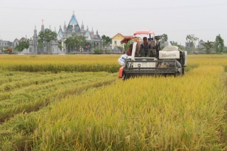 Lúa xuân Nam Định ước đạt 70 tạ/ha