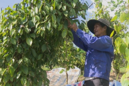 Giá tiêu hôm nay 19/6: Giá tiêu tại Tây Nguyên tăng 1,000 - 2,000 đồng/kg