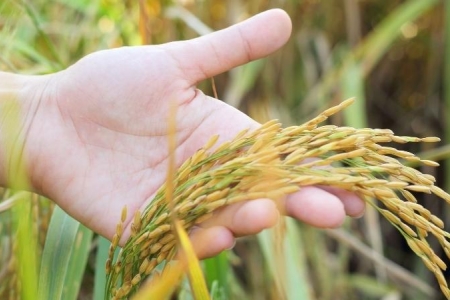 Giá lúa gạo hôm nay 8/7: Giá gạo tăng nhẹ 50 đồng/kg