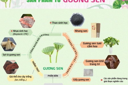 Đồng Tháp phát triển ngành hàng sen gắn với kinh tế tuần hoàn, tăng trưởng xanh