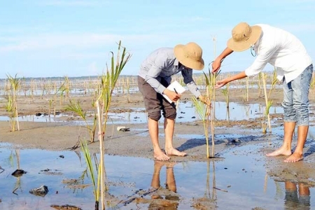 Thu hút đầu tư vào lĩnh vực lâm nghiệp